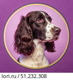 Portrait of a Brown and White Spaniel Against a Purple Background. Generative AI. Стоковое AI-изображение, AI-художник Roman Zavorotny / Фотобанк Лори