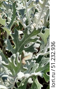 A close-up of the leaves of the seaside cineraria (Senecio cineraria) plant is shown. It has a characteristic silvery-gray color and velvety surface texture. The leaves are delicate, cut, and have soft pubescence, which gives them a decorative appearance. Light shades create the effect of a soft glow in the sun. This plant is often used in landscape design to decorate flower beds, borders, and compositions, as it stands out in contrast against the background of greenery and bright flowers. The photo demonstrates the natural beauty and unique texture of this ornamental plant. Стоковое фото, фотограф Анна Кривицкая / Фотобанк Лори