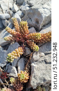 Sedum hispanicum is a succulent plant of the Crassulaceae family. It is distinguished by its fleshy, densely arranged leaves that form dense rosette-shaped inflorescences. It is often found on rocky slopes, in rock crevices and among pebbles, where it survives well due to its drought resistance.A close-up of a wild Spanish sedum growing among rocks. The succulent fleshy leaves are colored in green-pink shades and form dense spike-shaped shoots. The plant is well adapted to life in harsh conditions, symbolizing resilience, minimalism and the beauty of wild nature. The photographs are ideal for illustrations on the topics of botany, ecology, landscape design, sustainability of nature and ornamental plants. Стоковое фото, фотограф Анна Кривицкая / Фотобанк Лори