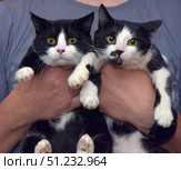 Two black and white cats being held in arms. Both pets are looking straight at the camera, which creates a bright and touching impression. Their expressive yellow eyes and symmetrical contrasting coloring emphasize the individuality of each. One cat has a more uniform muzzle color, and the other has a noticeable black spot near the nose. The cats look healthy, well-groomed and a little wary, which gives the photo liveliness and character. This photo is perfect for topics related to pets, animal care, volunteering and love for cats. Стоковое фото, фотограф Анна Кривицкая / Фотобанк Лори