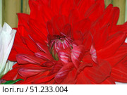 A close-up of a vibrant red dahlia flower with rich, velvety petals. The center shows a not yet fully bloomed core with green and purple hues. The foreground shows the textures of the petals, their gentle curves and natural shine. A lighter petal from another flower is partially visible on the left, adding contrast to the composition. The background is neutral and soft, not distracting from the main subject. The image is ideal for use in floral design, gardening, design, cards and decorative design. Стоковое фото, фотограф Анна Кривицкая / Фотобанк Лори