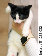 A charming black and white kitten in a person's hands. The baby with expressive eyes and a pink nose looks straight into the camera. The kitten is held carefully, with one hand supporting it from below, and the other hugging it from above. The person is holding a smartwatch. The background is soft, neutral, and does not distract from the main object. Ideal for topics related to animal care, pets, veterinary medicine, and love for cats. Стоковое фото, фотограф Анна Кривицкая / Фотобанк Лори