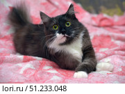 A charming fluffy cat with expressive green eyes and contrasting black and white fur lies on a soft pink patterned blanket. Her snow-white paws are neatly folded, and her gaze is directed straight at the camera, creating a feeling of attentive and trusting contact. Soft lighting emphasizes the texture of the fur and the coziness of the home environment. This photo is perfect for themes related to pets, comfort, care and warmth. Стоковое фото, фотограф Анна Кривицкая / Фотобанк Лори