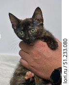 Close-up of a small tortoiseshell kitten with big expressive eyes being gently held by a human hand. The kitten looks directly at the camera, with a neutral white background emphasizing the subject. Ideal for themes such as pet care, veterinary services, adoption, and domestic animals. Стоковое фото, фотограф Анна Кривицкая / Фотобанк Лори