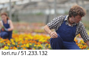 Greenhouse male worker inspects young generation of pot marigolds plants. Ornamental plants, landscaping, landscape design, transplant seedlings. Стоковое видео, видеограф Яков Филимонов / Фотобанк Лори