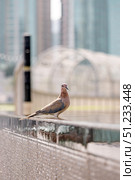Pink color pigeon, laughing dove, Spilopelia senegalensis, beautiful bird. Стоковое фото, фотограф Екатерина Якименко / Фотобанк Лори