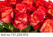 Close-Up of Vibrant Red Roses in Full Bloom. Стоковое фото, фотограф Дмитрий Брусков / Фотобанк Лори