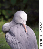 Африканская красавка, или райский журавль, или журавль Стэнли (лат.Grus paradiseus) Редакционное фото, фотограф Шустикова Татьяна / Фотобанк Лори