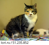 A beautiful calico cat with thick fur and expressive green eyes. The animal sits on a bright multi-colored blanket, which creates a cozy home atmosphere. The cat looks alert and attentive, its pose emphasizes its natural grace and independence. Detailed fur textures and soft lighting make the pictures warm and lively. Such images are suitable for illustrating topics related to pets, animal care, home comfort and the aesthetics of everyday life. Стоковое фото, фотограф Анна Кривицкая / Фотобанк Лори