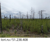 Молодой лес растет на месте сгоревшего. Стоковое фото, фотограф PhotoMirny / Фотобанк Лори