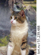 A domestic cat with a white and brown coat and expressive yellow eyes. The animal poses against the backdrop of a decorative landscape depicting rocks and a waterfall. The pictures clearly show that the cat is well-groomed, with soft fur and a neat muzzle. The light is soft, warm, emphasizing the texture of the fur and the depth of the gaze. The cat is in a sitting position, with a wary but calm expression on its face. These photos are perfect for use in zoological materials, articles on the maintenance and care of pets, as well as for illustrations on stock sites. Стоковое фото, фотограф Анна Кривицкая / Фотобанк Лори