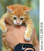 A charming ginger kitten with expressive green eyes. Its fur is soft, fluffy, with a bright striped pattern, typical of the classic tabby. The kitten is in the arms of a person, which emphasizes its miniature size and tenderness. The paws with small claws look especially touching, and the look combines curiosity and slight alertness. The warm background creates an atmosphere of coziness, and the lively moment of communication between a person and an animal conveys warmth and care. These pictures are suitable for the theme of pets, pet care, animal protection, veterinary medicine, as well as for illustrating children's spontaneity and joy. Стоковое фото, фотограф Анна Кривицкая / Фотобанк Лори