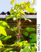 Созревающая гроздь винограда Изабелла (Vitis labrusca L.) Стоковое фото, фотограф Головкова Елена / Фотобанк Лори