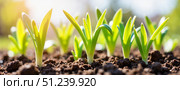Newly sprouted plants emerge from dark soil in a garden during springtime with sunlight illuminating the vibrant green leaves. Стоковое AI-изображение, AI-художник Ольга Невская / Фотобанк Лори