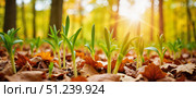 Fresh green sprouts emerge from fallen leaves in a sunlit forest during early spring. Стоковое AI-изображение, AI-художник Ольга Невская / Фотобанк Лори