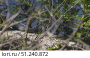 Common Grass Snakes, Natrix natrix, Basking on a Spring Day. Стоковое видео, видеограф Dzmitry Astapkovich / Фотобанк Лори