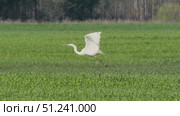 Great White Heron Taking Off from Green Field on Sunny Spring Day - Ardea alba. Стоковое видео, видеограф Dzmitry Astapkovich / Фотобанк Лори
