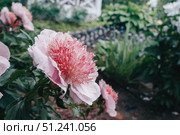 Colorful springtime flowers. Peony variety Pearl scattering, modern varieties of perennial peonies. Urban landscaping with perennial flowers. Стоковое фото, фотограф Оксана Медведева / Фотобанк Лори