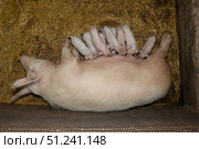 Mother Pig Nursing Her Piglets in a Cozy Barn Environment During the Morning Hours. Стоковое фото, фотограф Ольга Коваленко / Фотобанк Лори