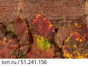 Colorful autumn leaves arranged on rustic wooden surface of tree bark showcasing seasonal beauty. Стоковое фото, фотограф Наталья Семкина / Фотобанк Лори