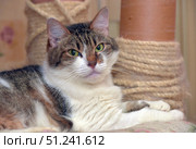 A beautiful domestic cat with expressive green eyes. She has a white chest and paws, soft fur with gray-brown striped areas. The cat is comfortably located next to the scratching post, looking straight into the camera. Her gaze is calm and confident, the fur looks well-groomed and fluffy. The photo perfectly conveys the beauty and character of the pet, suitable for illustrations about pets, cat care, comfort and life with pets. Стоковое фото, фотограф Анна Кривицкая / Фотобанк Лори