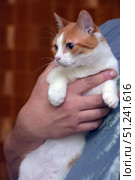 A short-haired cat of white and red color. The animal is in the arms of a person, which emphasizes its calm and trusting nature. The cat has expressive large eyes, a neat muzzle with a symmetrical pattern on the fur: a white stripe runs from the nose to the forehead, dividing the red areas. The paws are mostly white, the fur is smooth and well-groomed. The photo conveys home comfort and an atmosphere of care, suitable for use in topics related to pets, animal care, veterinary medicine, as well as in illustrations for pet stores and shelters. Стоковое фото, фотограф Анна Кривицкая / Фотобанк Лори