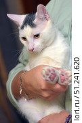 A white cat with expressive yellow-green eyes and a characteristic gray spot on its head. The animal is in the arms of a person in light green clothes. The cat looks calm and a little wary, its fur is well-groomed and soft. A close-up allows you to clearly see the details of the muzzle, ears and paws. The background is blurred, which focuses attention exclusively on the cat and its expressive look. Стоковое фото, фотограф Анна Кривицкая / Фотобанк Лори