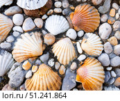 Variety of colorful seashells on pebbled beach sand. Стоковое фото, фотограф Lamina Akulova / Фотобанк Лори