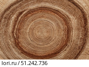 Annual Rings of Tree Trunk Slice. Old wooden oak tree cut surface. Detailed brown tones of a felled tree stump. Rough organic texture of tree rings with close up of end grain. Wooden cross section. Стоковое AI-изображение, AI-художник Марина Демидюк / Фотобанк Лори