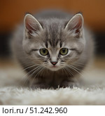 Котёнок на коричневом фоне смотрит в камеру фотографа. Стоковое AI-изображение, AI-художник Руслан Лесков / Фотобанк Лори