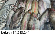 Raw whole rainbow trout with a head, chilled on shallow ice at the seafood market. An open shelf at the fish market. Close-up. Стоковое видео, видеограф worker / Фотобанк Лори