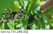 Ripe bunch of grapes. Dark blue grapes on a branch. Ripe grapes ready for harvesting. Стоковое видео, видеограф Наталия Попова / Фотобанк Лори