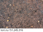 Top view background with yellow leaves and brown pine needles. Autumn texture. Стоковое фото, фотограф Зарифа Арсланова / Фотобанк Лори