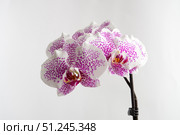White Orchid (Orchidaceae) with purple spots on white background. Стоковое фото, фотограф Зарифа Арсланова / Фотобанк Лори