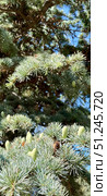 Кедр атласский, Cedrus atlantica, ветка с шишками. Стоковое фото, фотограф Щеголева Ольга / Фотобанк Лори