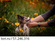 The owner's hands are carefully stretched out to the dog. Papillon dog against the background of yellow flowers in the garden. Стоковое фото, фотограф Дина Дамоцева / Фотобанк Лори