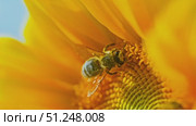 A bee collects pollen on a sunflower. Стоковое видео, видеограф Артем Шадрин / Фотобанк Лори
