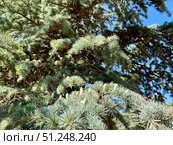 Кедр атласский, Cedrus atlantica, ветка с шишками. Стоковое фото, фотограф Щеголева Ольга / Фотобанк Лори