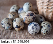Fresh Quail Eggs in Natural Setting with Basket. Стоковое фото, фотограф Sergakoff / Фотобанк Лори
