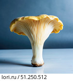 A Single Chanterelle Mushroom on a White Tabletop Against a Blue Background. Generative AI. Стоковое AI-изображение, AI-художник Roman Zavorotny / Фотобанк Лори