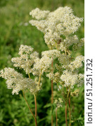 Таволга вязолистная (лабазник). Цветущее растение (Filipendula ulmaria) Стоковое фото, фотограф Александр Тараканов / Фотобанк Лори