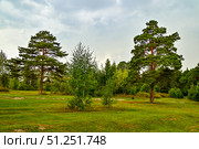 Сосновый бор. Вечер. Западная Сибирь. Стоковое фото, фотограф Александр Тараканов / Фотобанк Лори