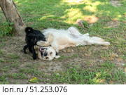 Golden Retriever puppy and belgian griffon dog  lying on the grass in the garden. Стоковое фото, фотограф Васильева Юлия / Фотобанк Лори