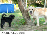 Golden Retriever and belgian griffon dog playing together in the park. Стоковое фото, фотограф Васильева Юлия / Фотобанк Лори
