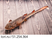 Raw indian catshark for cooking. Стоковое фото, фотограф Андрей Старостин / Фотобанк Лори