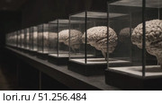 Brains are arranged in sequence, each one in glass case, creating eerie yet fascinating display. Стоковое AI-видео, аниматор Strunov David / Фотобанк Лори