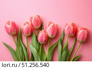 Graceful Arrangement of Pink Tulips on a Soft Pink Background, Perfect for Celebrating Nature's Beauty and Bringing Joy into Any Setting. Стоковое AI-изображение, AI-художник Башкирова Анна / Фотобанк Лори
