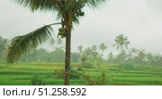 Palm tree with coconuts standing in vivid green rice terrace during rain weather. Стоковое видео, видеограф Ольга Сухарева / Фотобанк Лори
