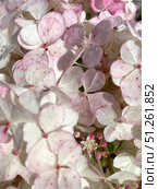 Hydrangea flower with white and pink petals. Full frame floral background. Стоковое фото, фотограф Лариса Потехина / Фотобанк Лори
