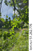 A tree with green leaves is in the foreground. Стоковое видео, видеограф Ярославский Максим / Фотобанк Лори